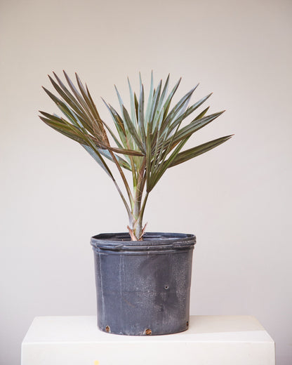 Red Lantan Palm: Latania lontaroides - 14 inch pot - 3 foot tall