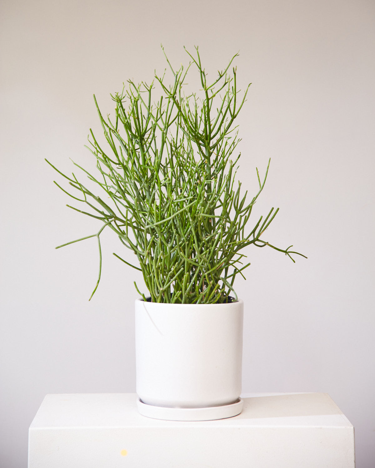 Pencil Cactus: Euphorbia tirucalli 'Firestick' - 10 inch pot - 3-4 foot tall — indoor plant — indoor plant for sale by Promise Supply for delivery and pickup in Toronto.