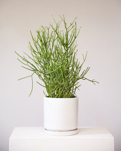 Pencil Cactus: Euphorbia tirucalli 'Firestick' - 10 inch pot - 3-4 foot tall — indoor plant — indoor plant for sale by Promise Supply for delivery and pickup in Toronto.