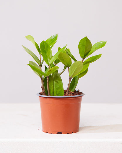 ZZ Plant: Zamioculcas zamiifolia - 4 inch pot