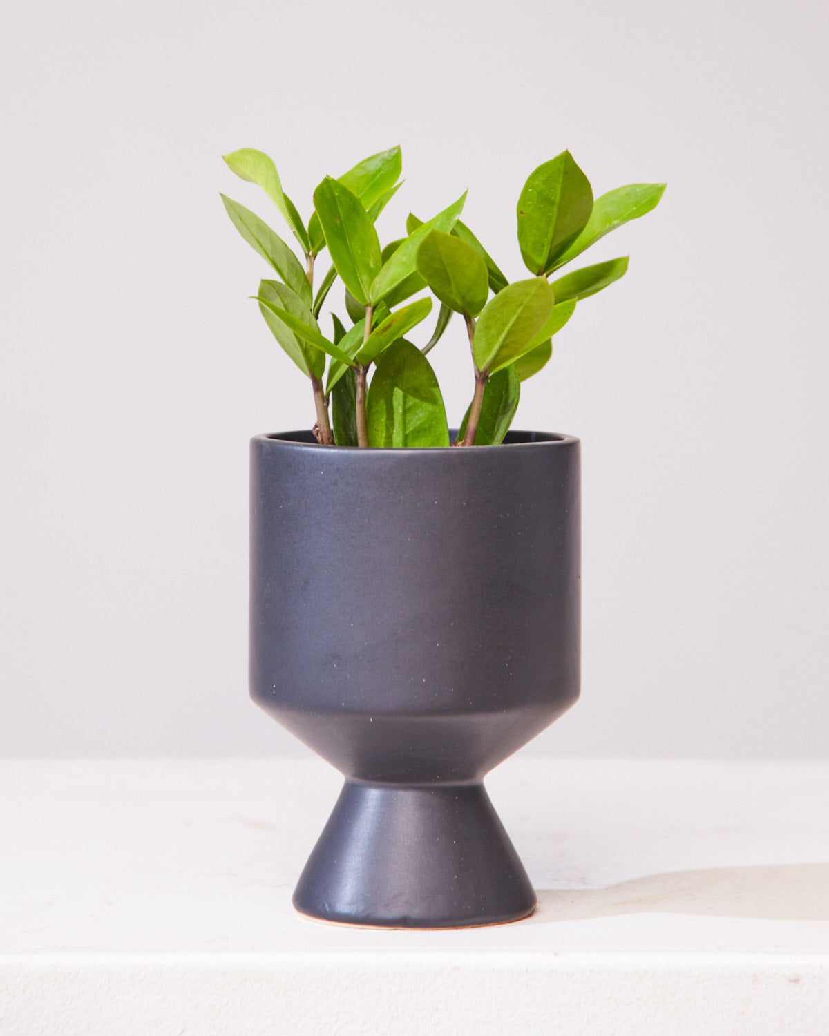 ZZ Plant: Zamioculcas zamiifolia - 4 inch pot