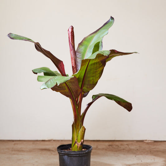 Red Abyssinian Banana Plant: Ensete ventricosum - 10 inch pot - 4-4.5 foot tall