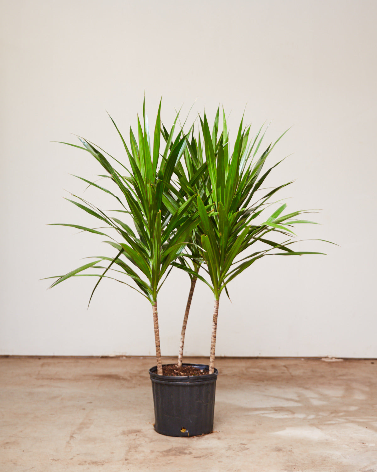 Tarzan Dragon Tree Bush: Dracaena marginata - 10 inch pot - 4.5-5 foot tall