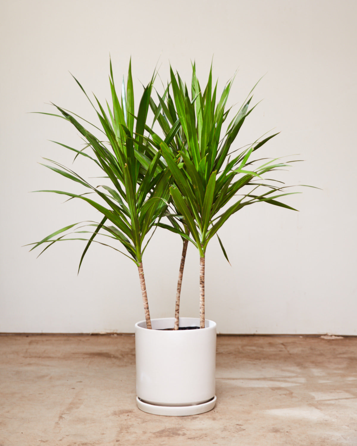 Tarzan Dragon Tree Bush: Dracaena marginata - 10 inch pot - 4.5-5 foot tall