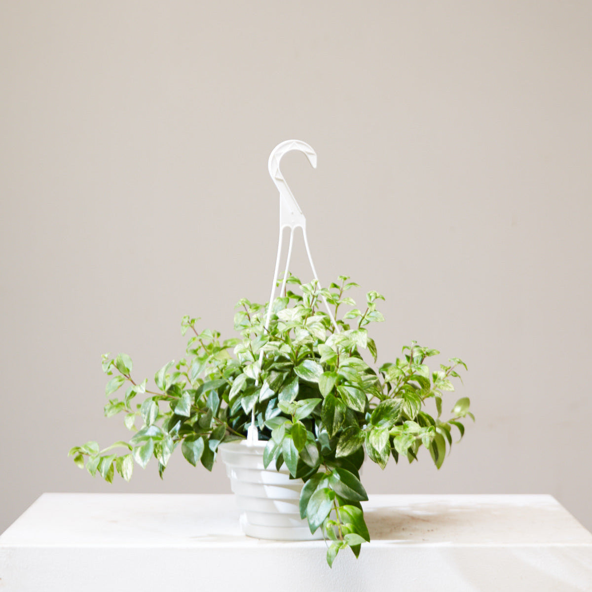 Variegated Lipstick Vine: Aeschynanthus radicans - 8 inch hanging basket — indoor plant — indoor plant for sale by Promise Supply for delivery and pickup in Toronto.