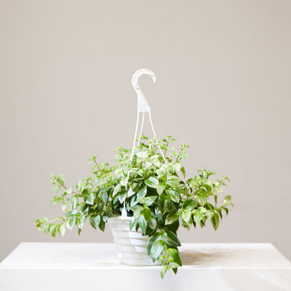 Variegated Lipstick Vine: Aeschynanthus radicans - 8 inch hanging basket — indoor plant — indoor plant for sale by Promise Supply for delivery and pickup in Toronto.