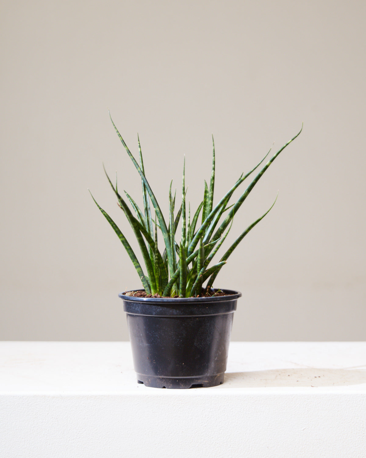 Fernwood Punk Snake Plant: Sansevieria bacularis - 6 inch pot