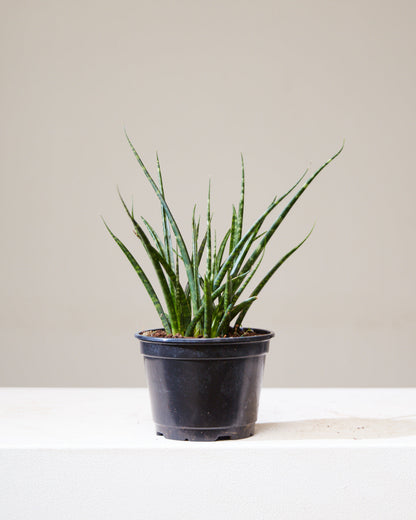 Fernwood Punk Snake Plant: Sansevieria bacularis - 6 inch pot