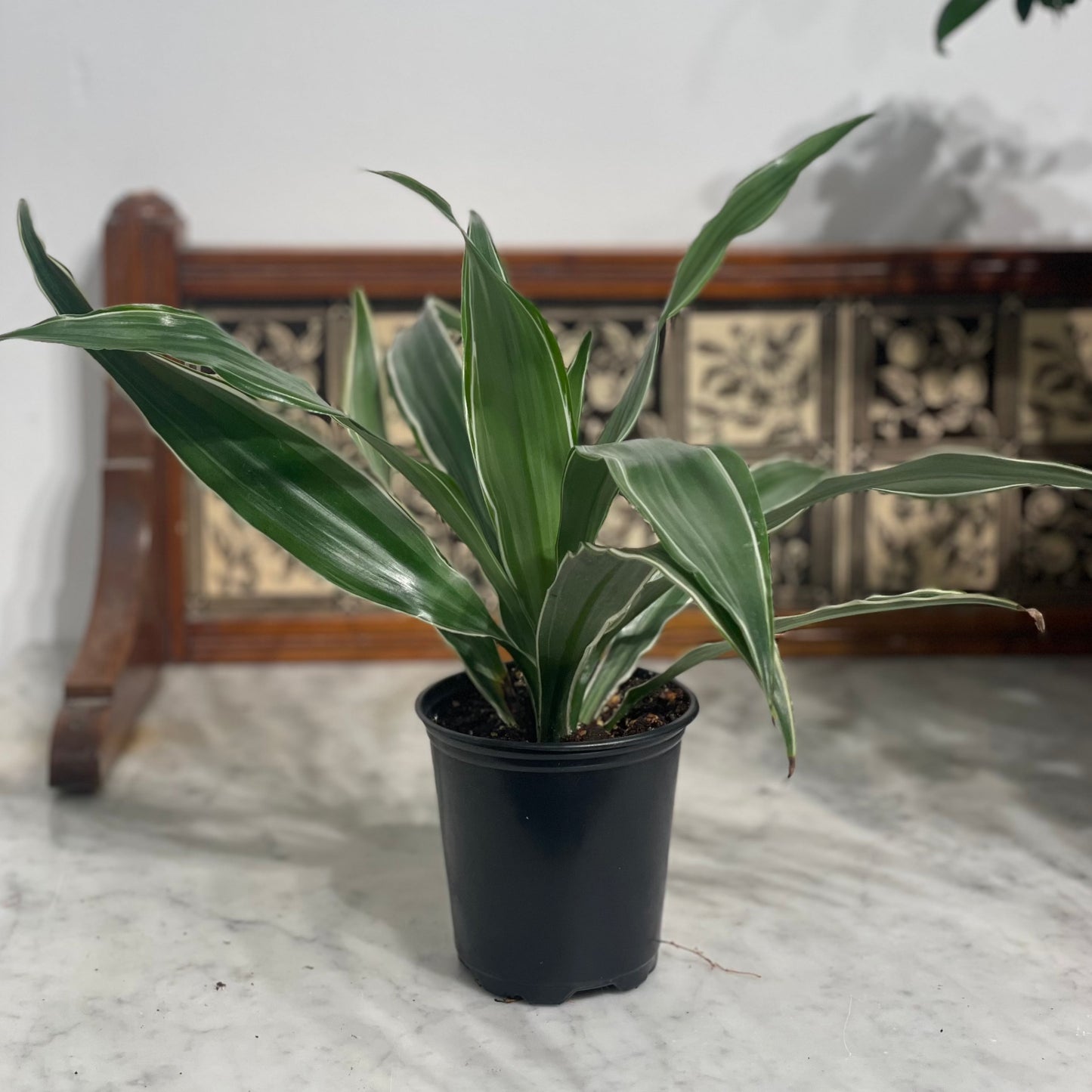 White Jewel Cane: Dracaena fragrans 'Warneckii' - 4 inch pot — indoor plant — indoor plant for sale by Promise Supply for delivery and pickup in Toronto.