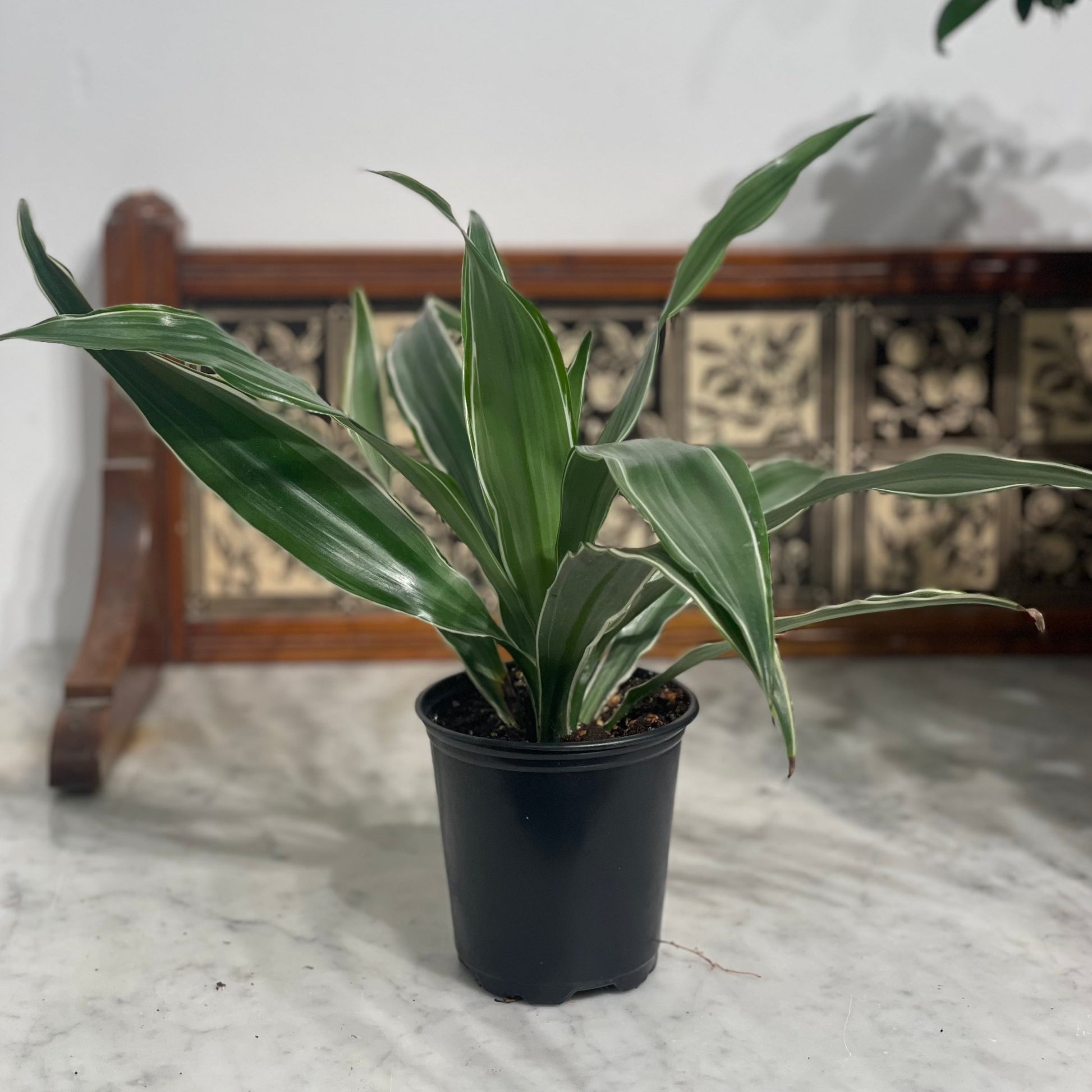 White Jewel Cane: Dracaena fragrans 'Warneckii' - 4 inch pot — indoor plant — indoor plant for sale by Promise Supply for delivery and pickup in Toronto.
