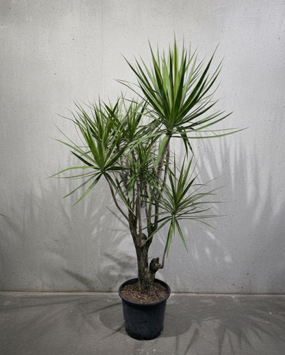 Character Dragon Tree Specimen: Dracaena marginata - 14 inch pot - 6-7 foot tall