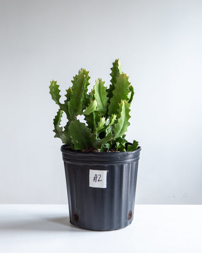 Candelabra Cactus: Euphorbia lactea - 10 inch pot - 2 foot tall