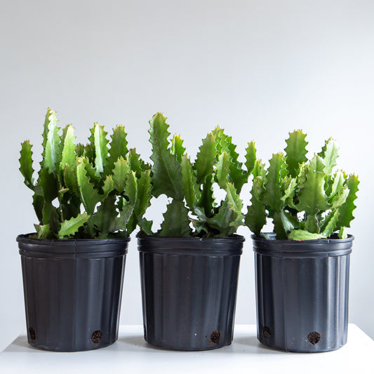 Candelabra Cactus: Euphorbia lactea - 10 inch pot - 2 foot tall