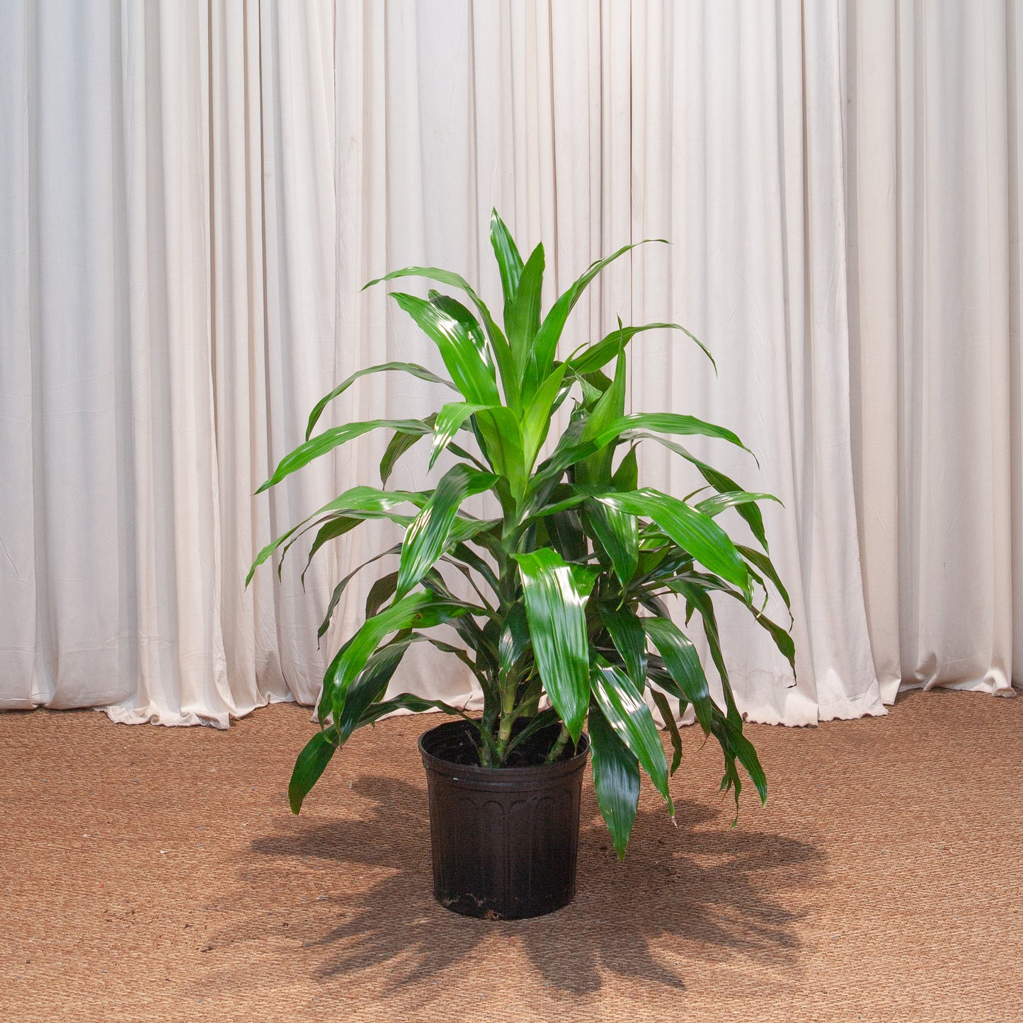 Elegance Cane Bush: Dracaena fragrans 'Janet Craig' - 10 inch pot - 2-3 foot tall