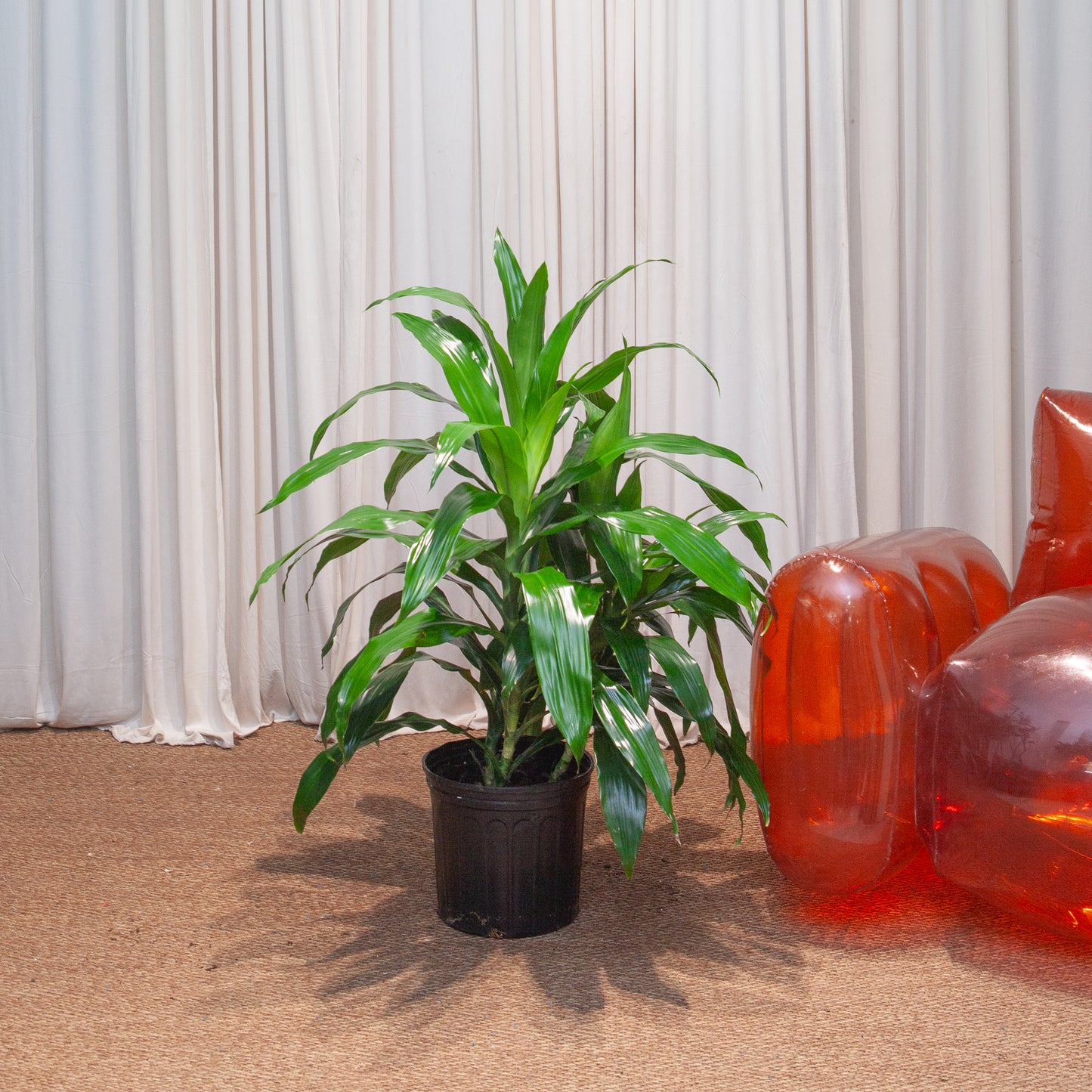 dracaena deremensis lisa Elegance Lisa Bush: Dracaena - 10" Pot