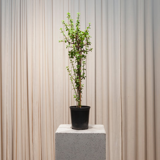 Tall Elephant Bush Jade: Portulacaria afra - 6 inch pot - 3 foot tall