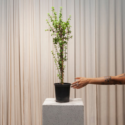 Tall Elephant Bush Jade: Portulacaria afra - 6 inch pot - 3 foot tall