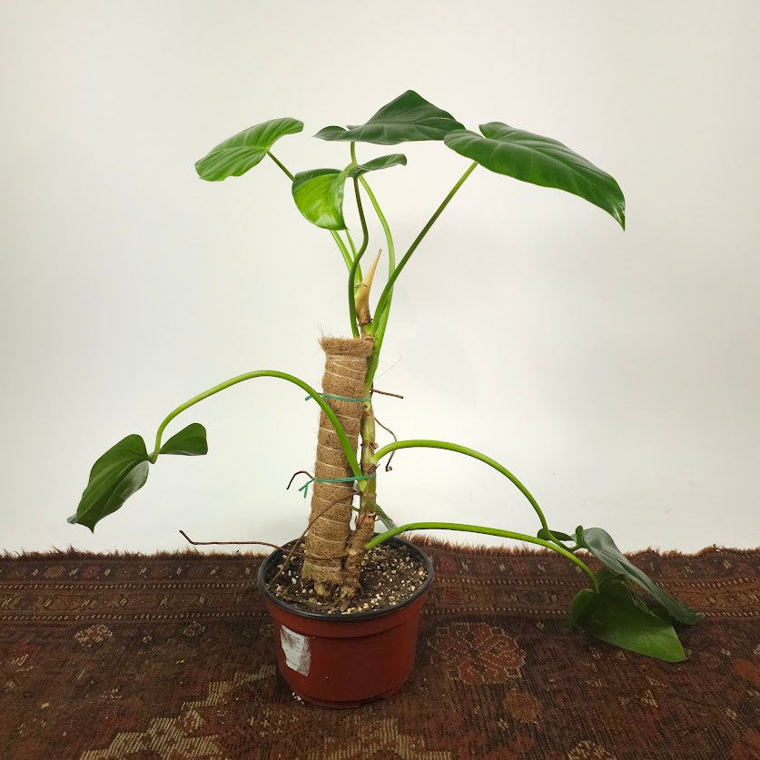 Elephant Ear: Philodendron giganteum - 8 inch pot