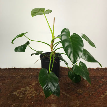 Elephant Ear: Philodendron giganteum - 8 inch pot