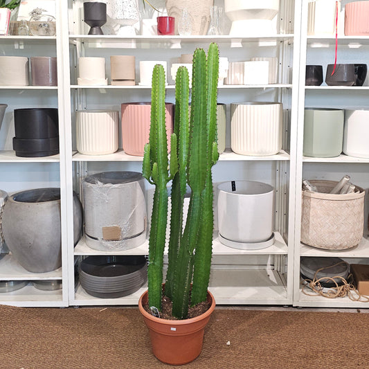 Desert Candle Cactus: Euphorbia acrurensis - 12 inch pot - 4-5 foot tall