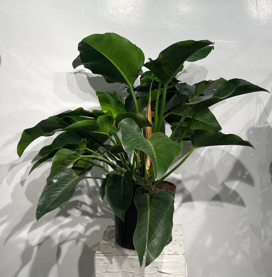 Green Congo: Philodendron hederaceum - 14 inch pot