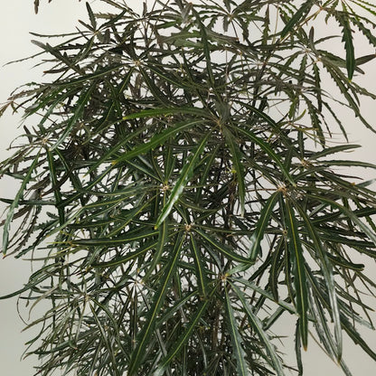 False Aralia: Plerandra elegantissima - 12 inch pot - 5 foot tall