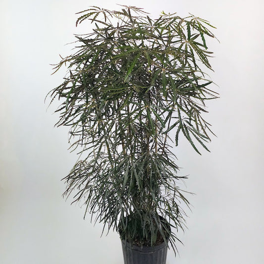 False Aralia: Plerandra elegantissima - 12 inch pot - 5 foot tall