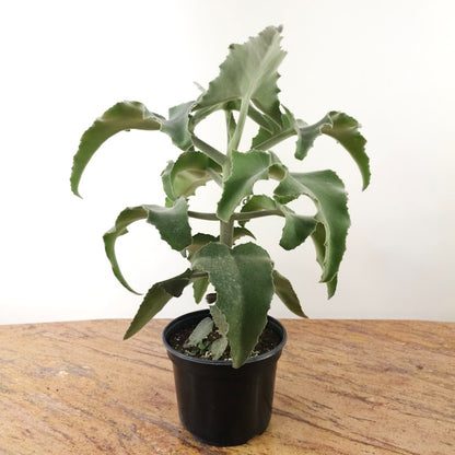 Felt Bush: Kalanchoe beharensis - 6 inch pot - 2 foot tall — plant in pot — indoor plant for sale by Promise Supply for delivery and pickup in Toronto.