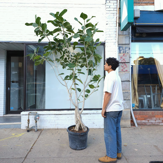 Ficus Audrey: Ficus benghalensis - 17 inch pot - 7+ foot tall