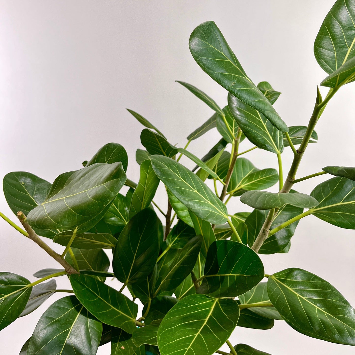 Ficus Audrey Bush: Ficus benghalensis - 10 inch pot - 4 foot tall