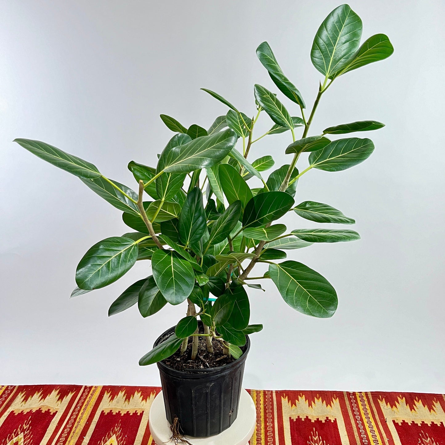 Ficus Audrey Bush: Ficus benghalensis - 10 inch pot - 4 foot tall