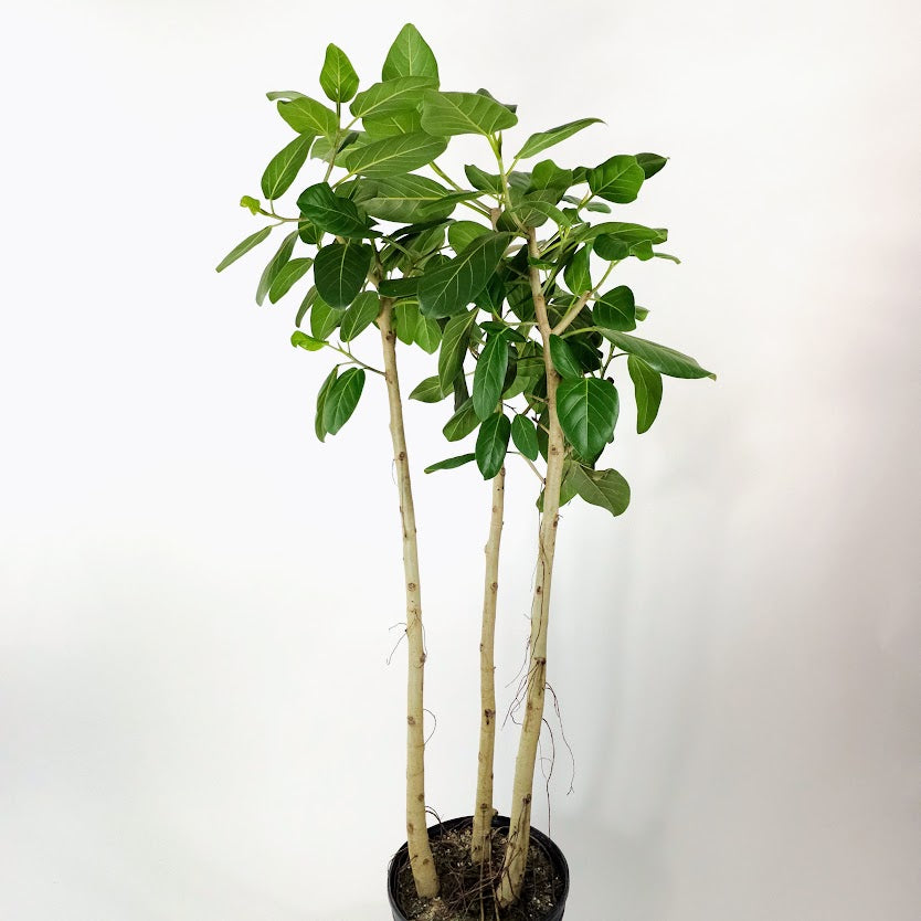 Ficus Audrey Multi-Column: Ficus benghalensis - 12 inch pot - 5 foot tall