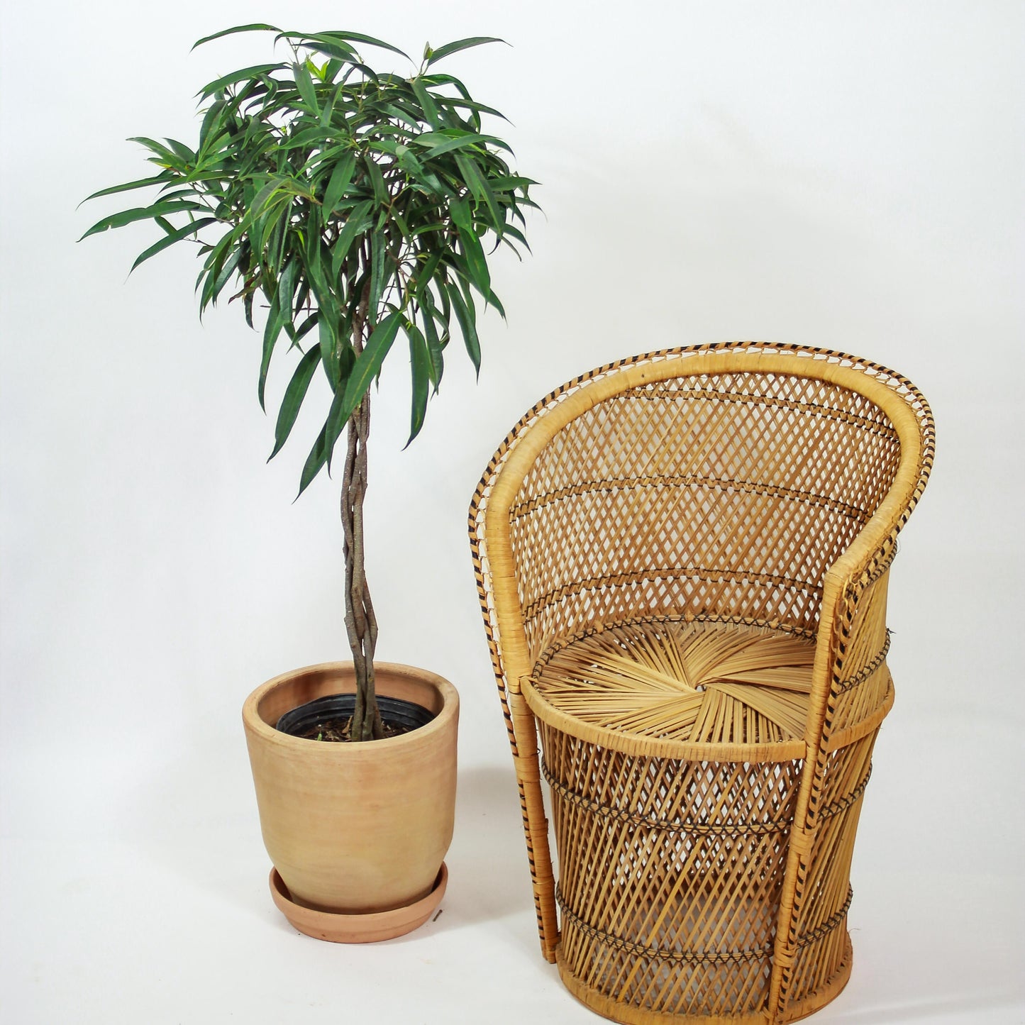 Banana Fig: Ficus alii - 12 inch pot - 4-5 foot tall