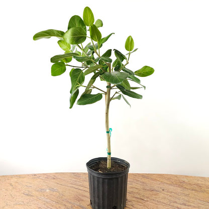 Ficus Audrey Tree: Ficus benghalensis - 10 inch pot - 3-5.5 foot tall