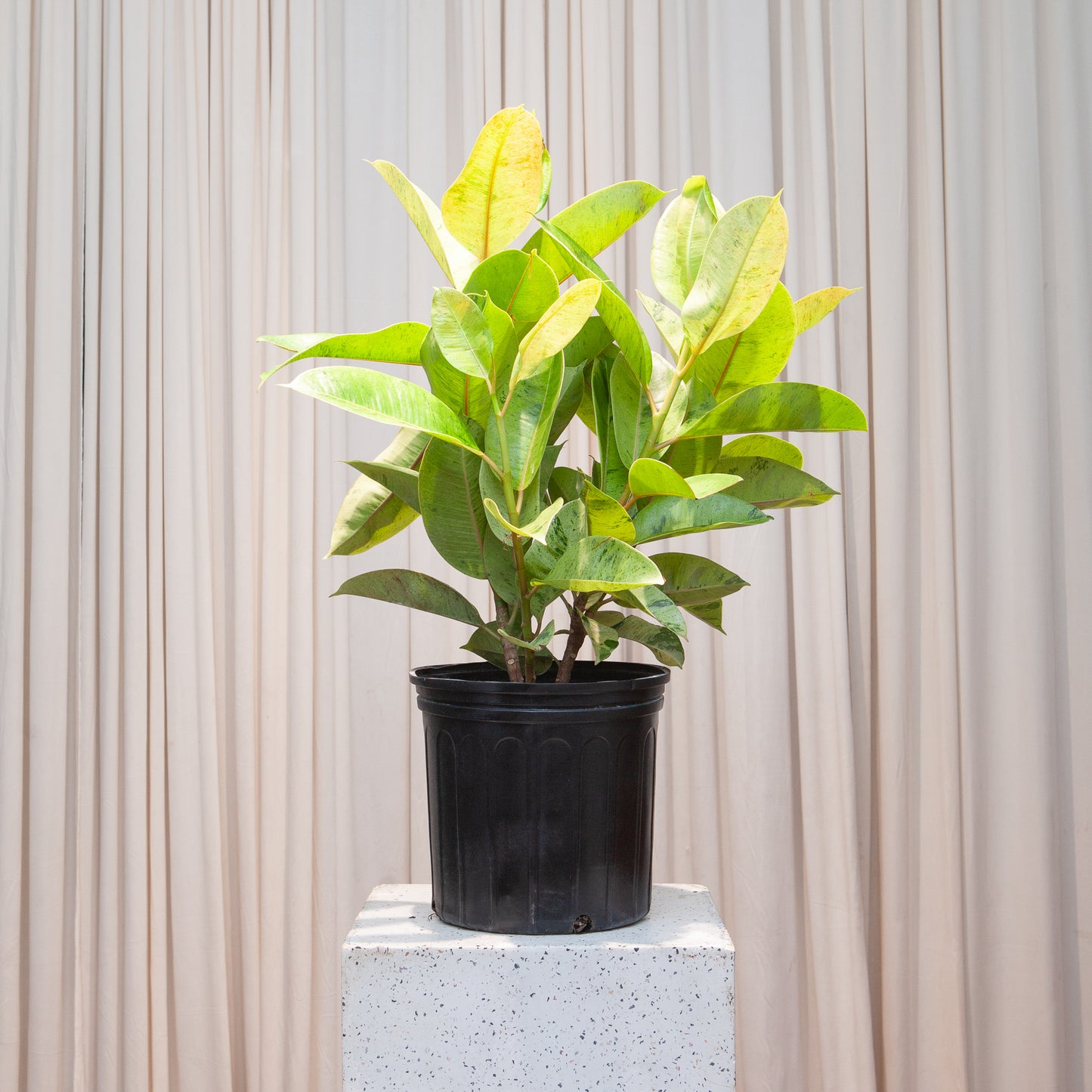 Moonshine Ficus Bush: Ficus elastica 'Shivereana' - 12 inch pot - 4 foot tall