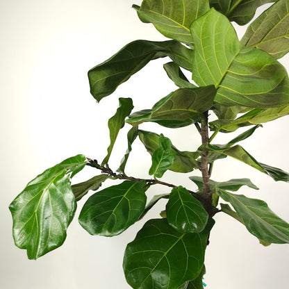 Fiddle Leaf Fig Branching Column: Ficus lyrata - 14 inch pot - 6 foot tall