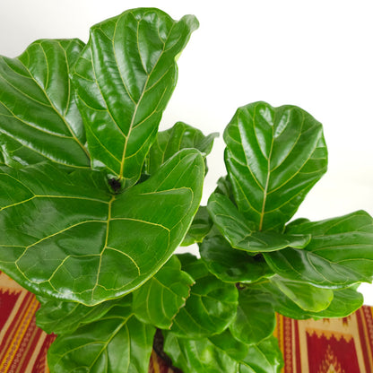 Fiddle Leaf Fig Bush: Ficus lyrata - 10 inch pot - 3-6 foot tall