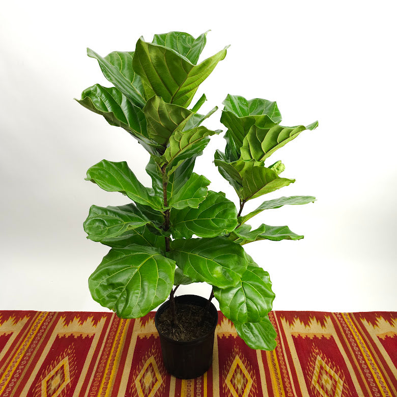 Fiddle Leaf Fig Bush: Ficus lyrata - 10 inch pot - 3-6 foot tall