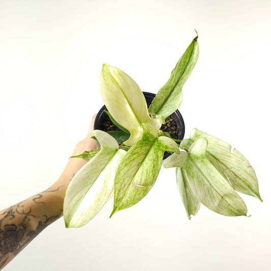 Florida Ghost: Philodendron - 5 inch pot