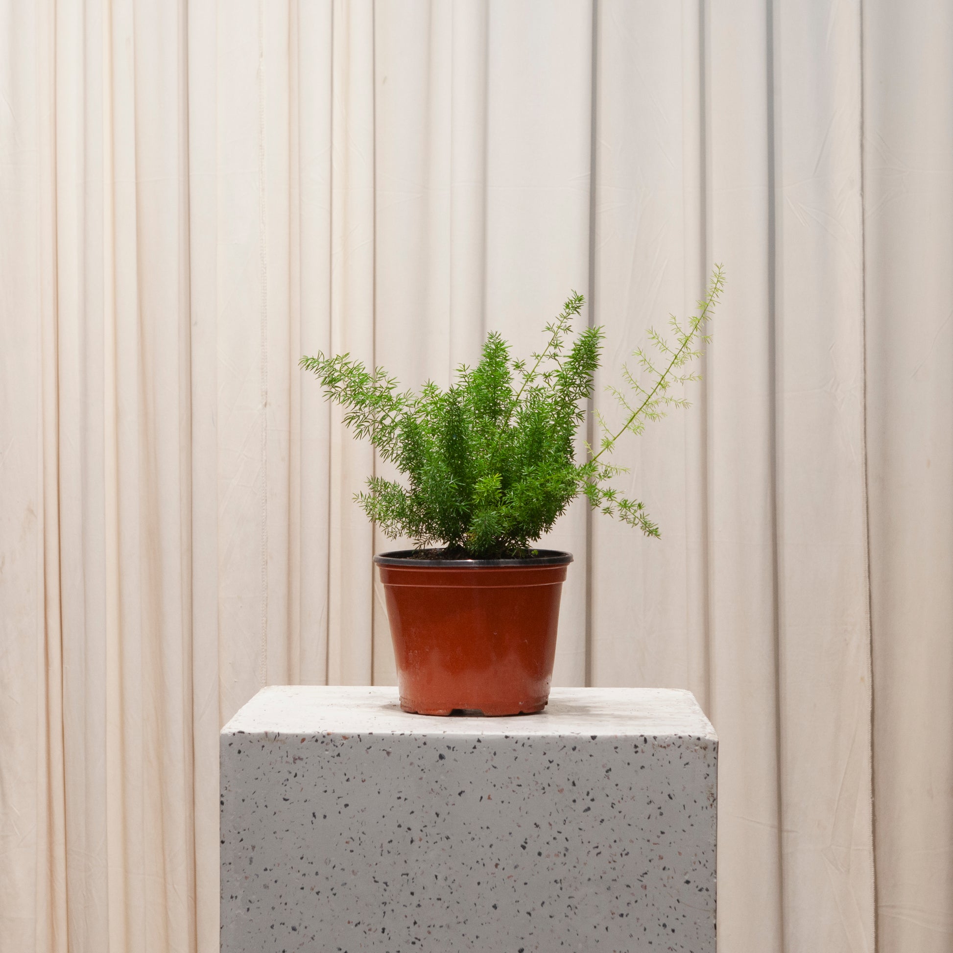 foxtail fern indoor plant Foxtail Asparagus Fern - 6" Pot