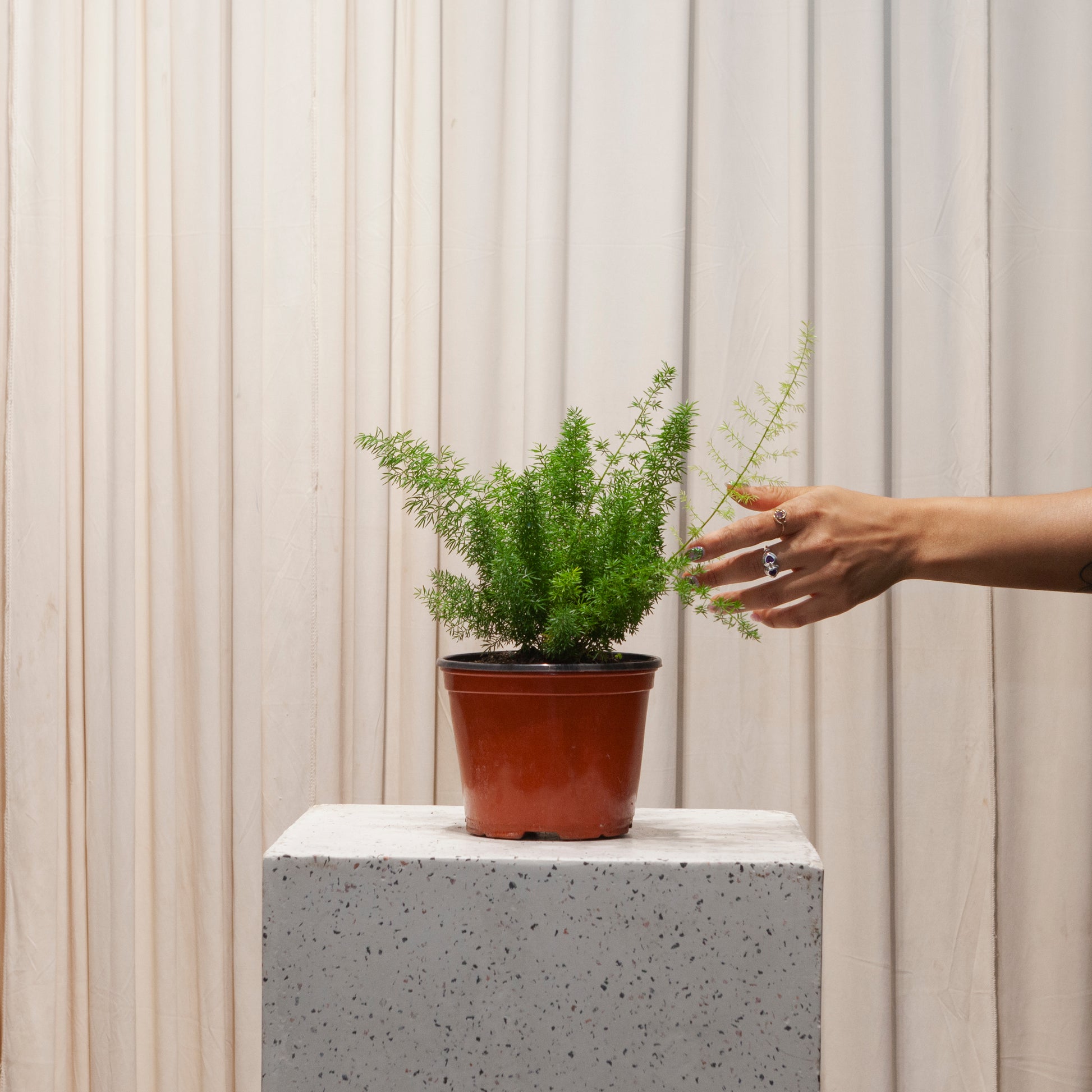 is foxtail fern an indoor plant Foxtail Asparagus Fern - 6" Pot