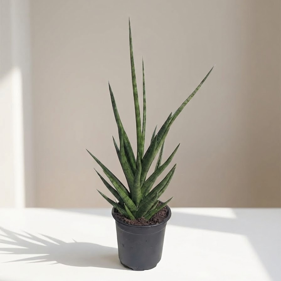 Francisii Spiky Snake Plant: Sansevieria in 4 inch pot — indoor plant for sale by Promise Supply for delivery and pickup in Toronto.