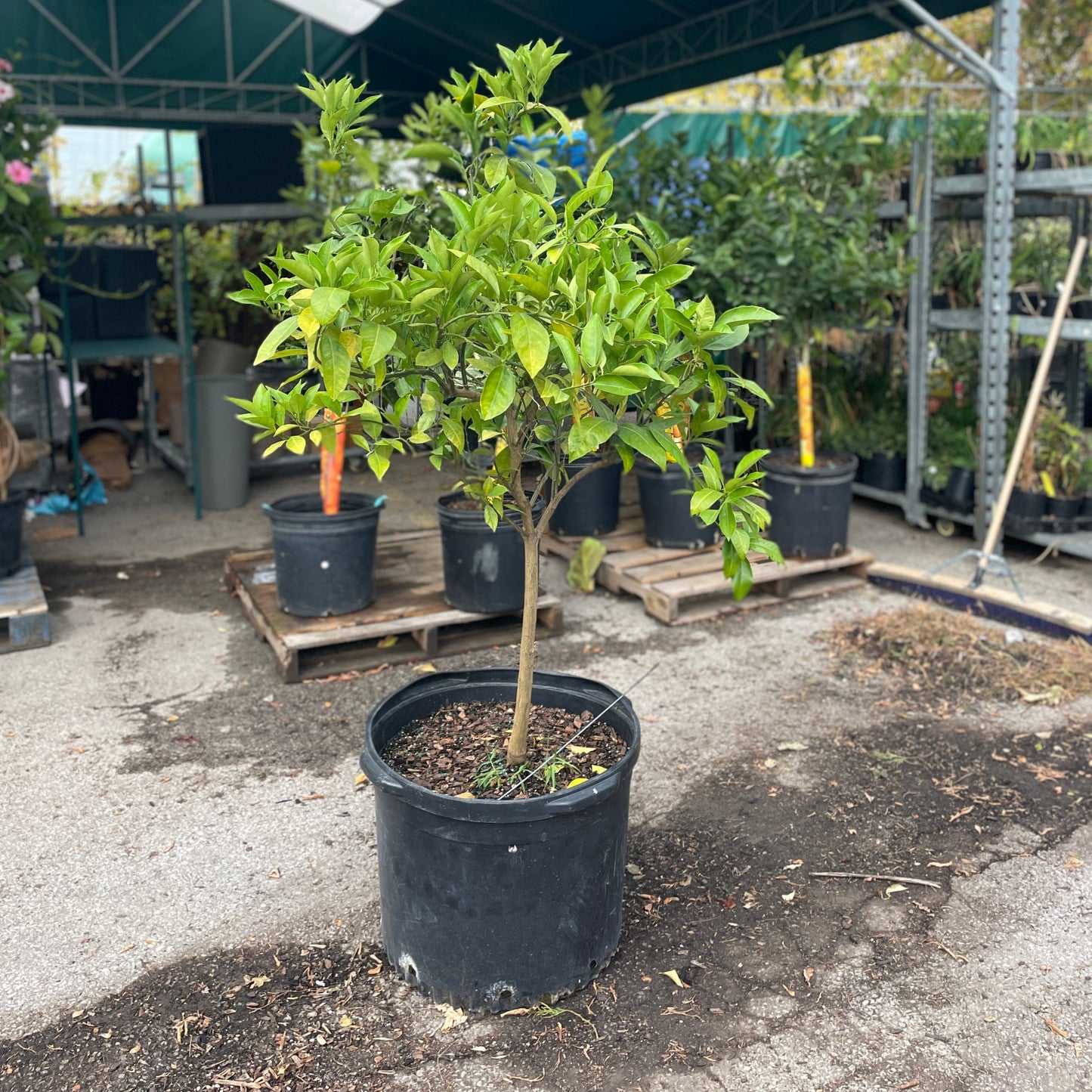Orange Tree: Citrus × sinensis - 30 GAL/26 inch pot - 4-5 foot tall