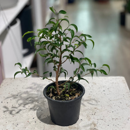 Dwarf Weeping Fig Tree: Ficus benjamina 'Little Leaf' - 4 inch pot