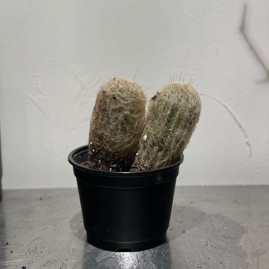 Old Man Cactus: Austrocephalocereus dybowskii - 6 inch pot -