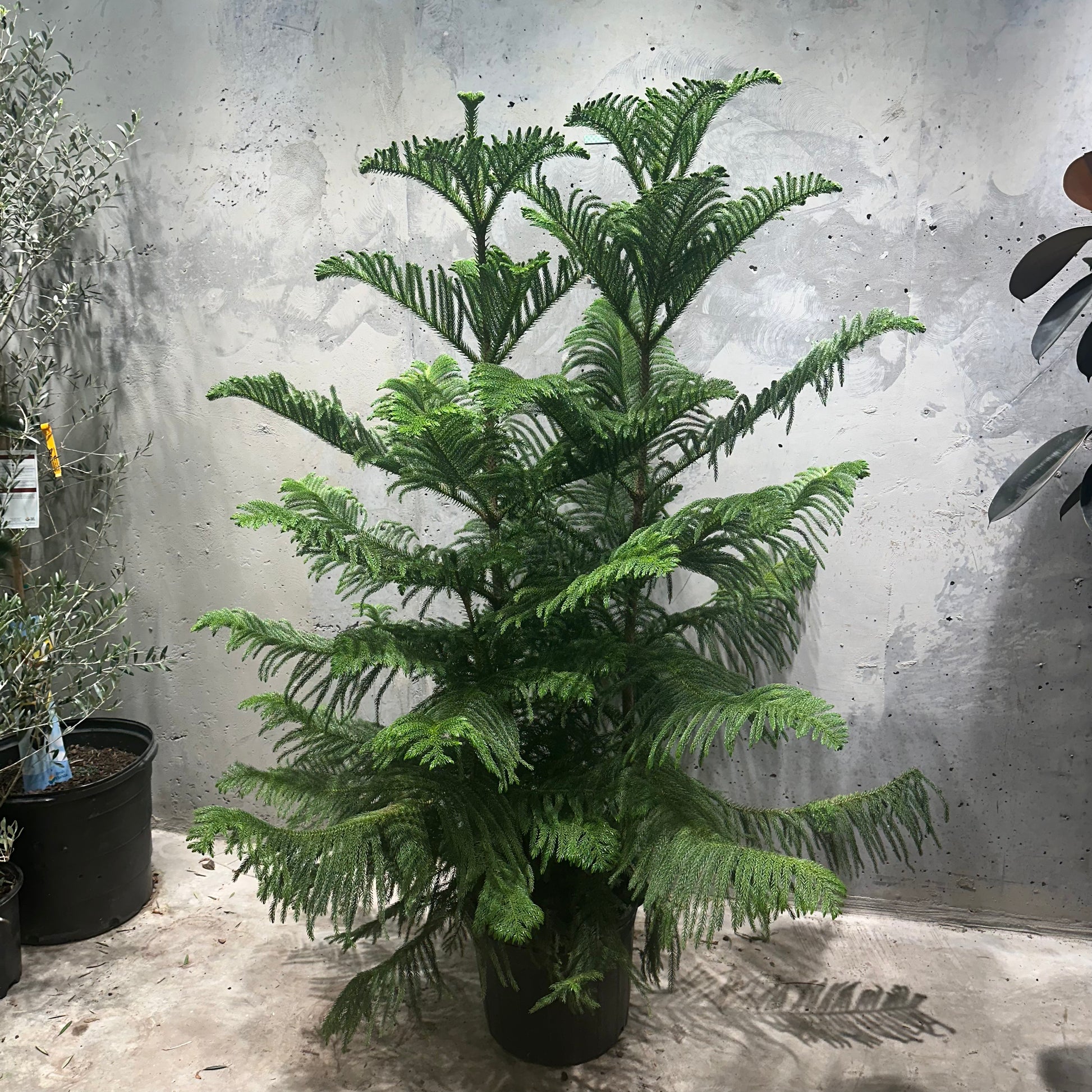 norfolk pine indoor plant care Norfolk Island Pine: Araucaria - 14" Pot