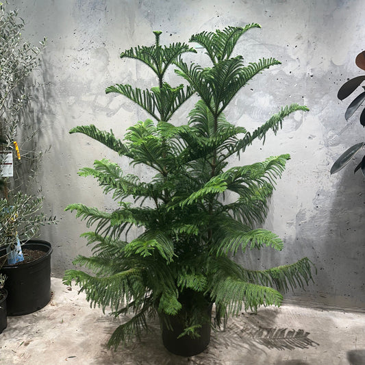 Norfolk Island Pine: Araucaria heterophylla - 14 inch pot - 5-6 feet tall