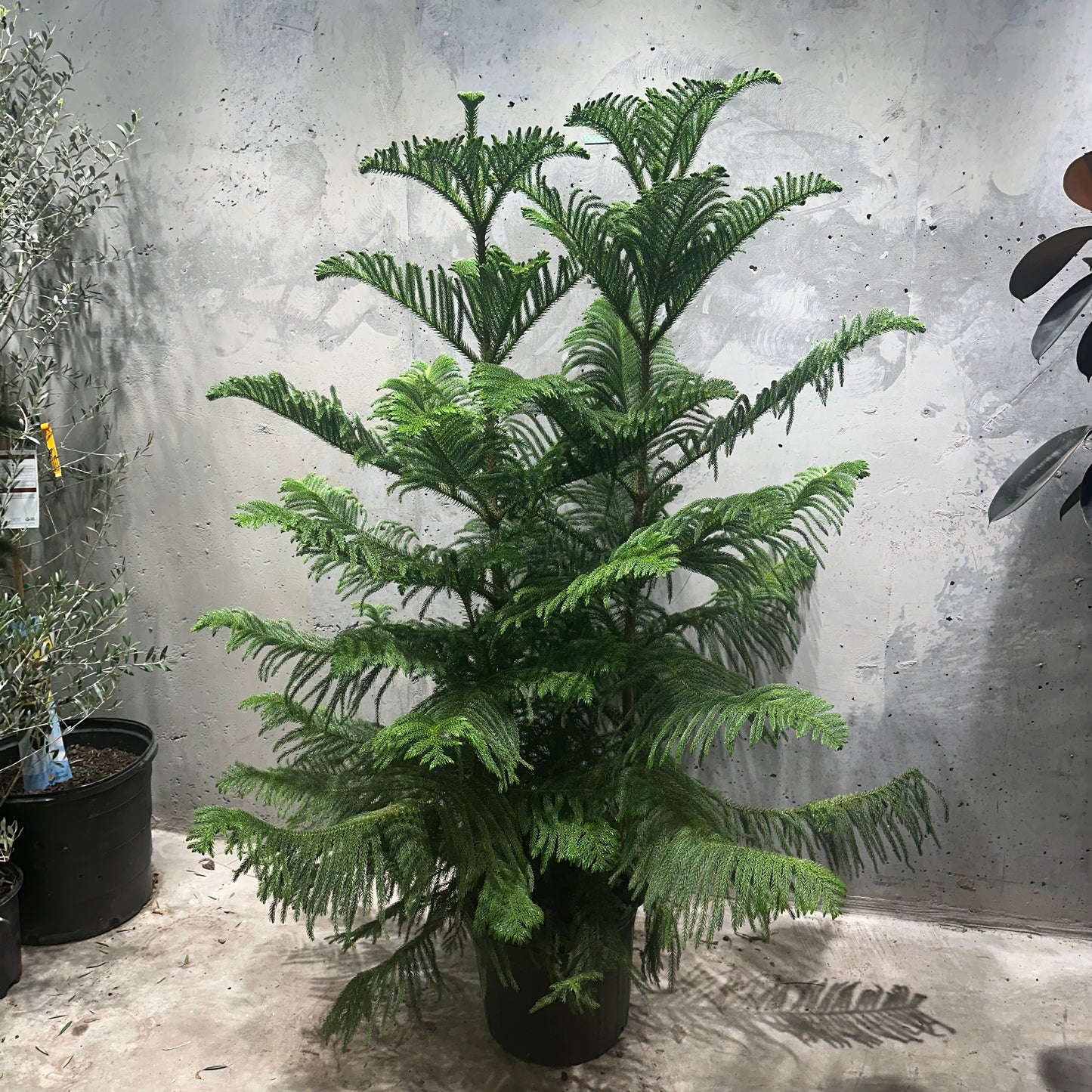 Norfolk Island Pine: Araucaria heterophylla - 14 inch pot - 5-6 foot tall