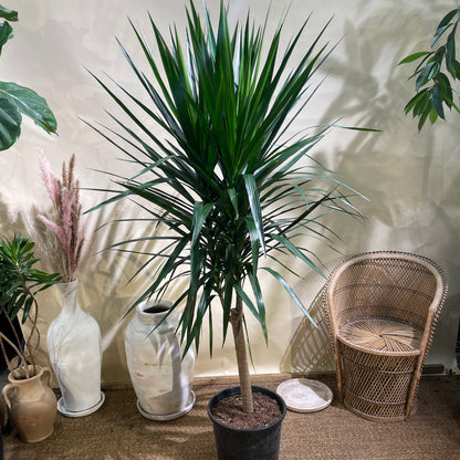 2024 promise supply photo of Dragon Tree Branched Tree: Dracaena marginata 'Tarzan' - 14 inch pot - 5-6 foot tall