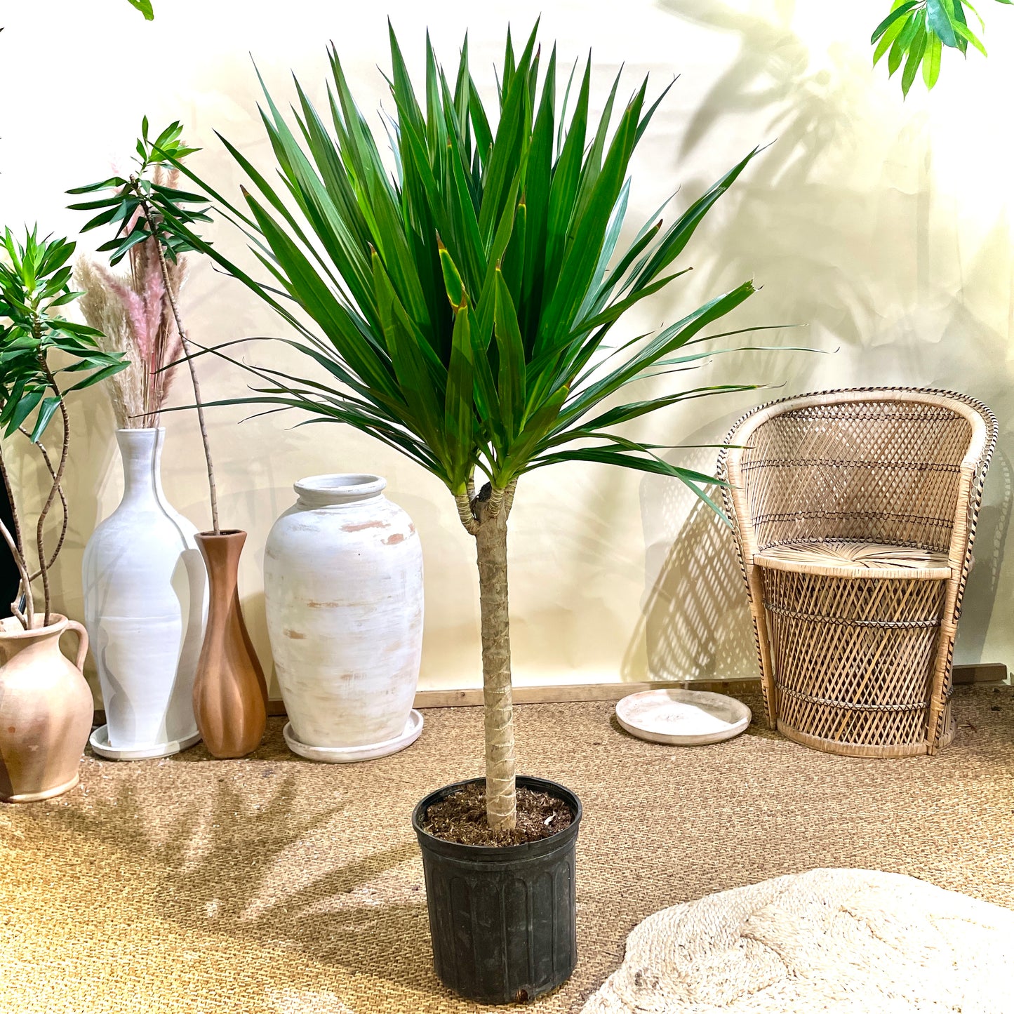 Tarzan Dragon Tree - 4-5 Foot Plant - 10